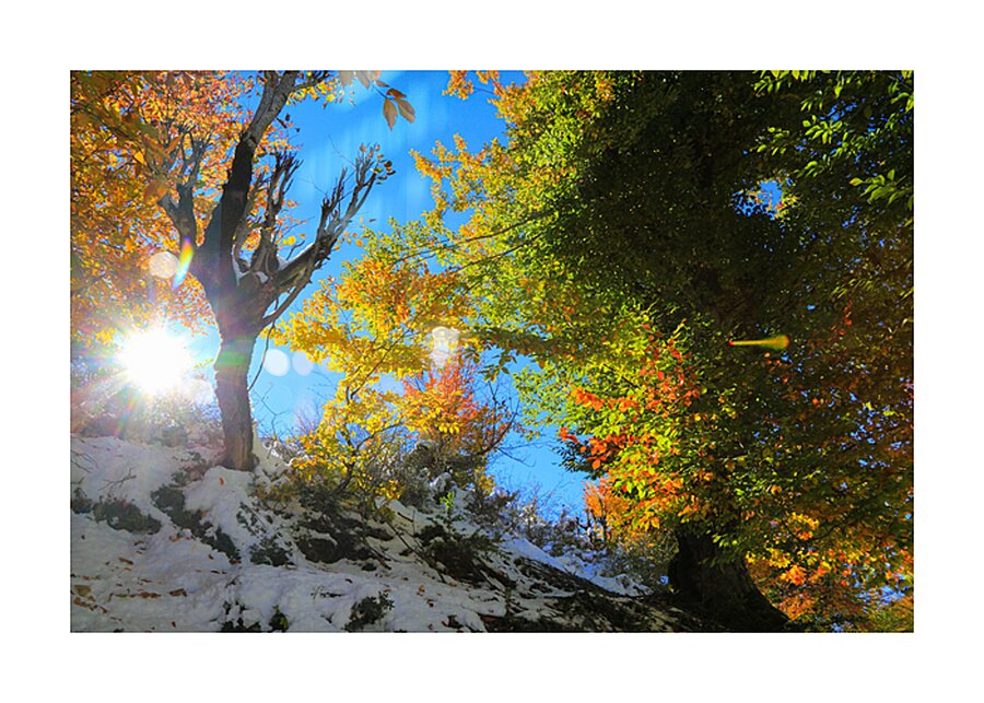 Dance of Light and Leaves Impression et Cadre photo