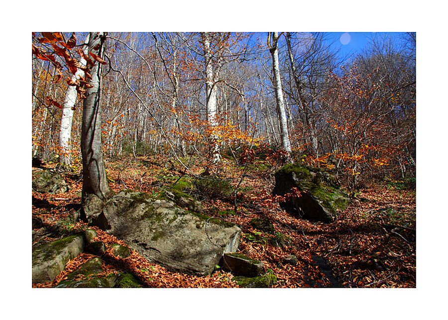 Echoes of Leaves Picture Frame print