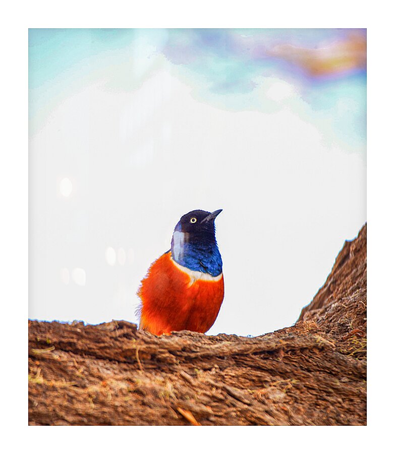 Feathered Jewel Picture Frame print