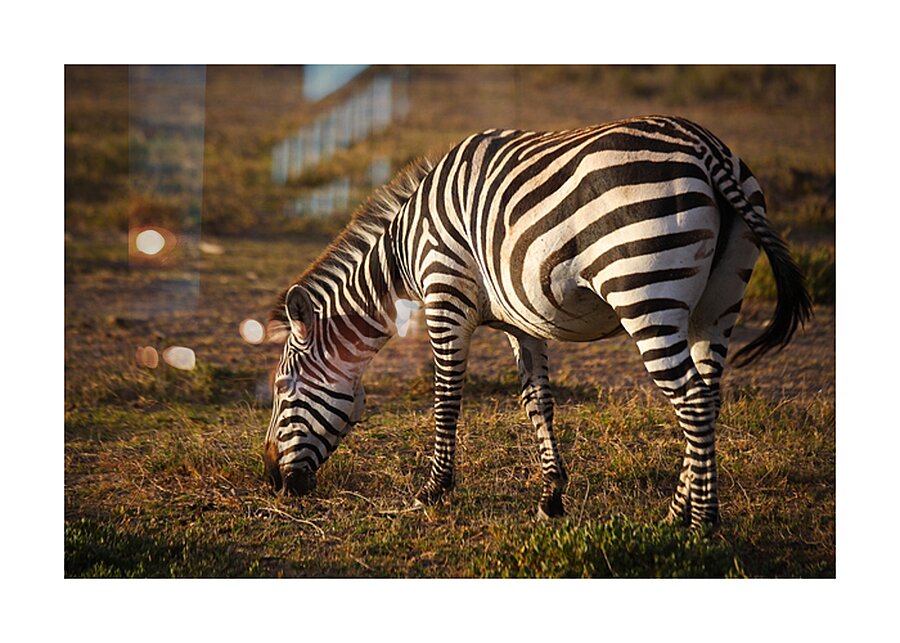 Stripes of Life Picture Frame print
