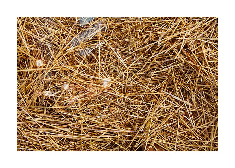 Silent Nest Picture Frame print