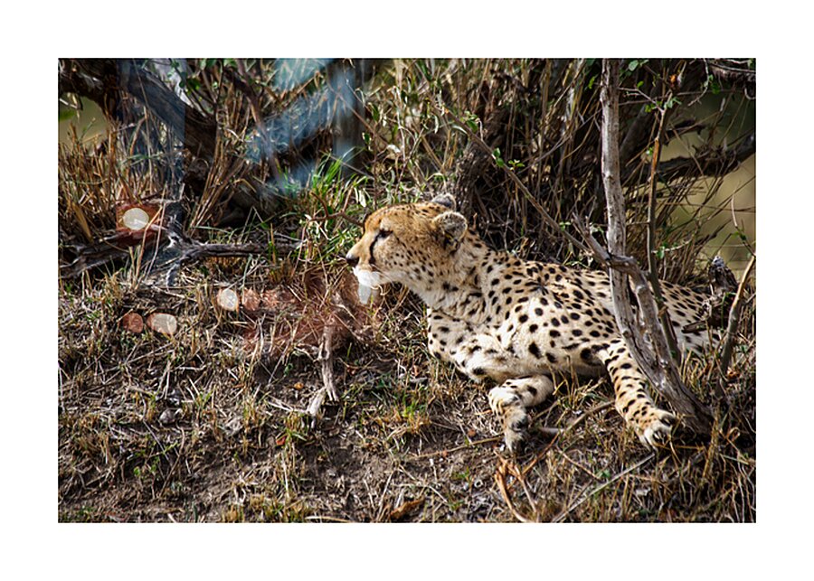 Silent Hunter Picture Frame print