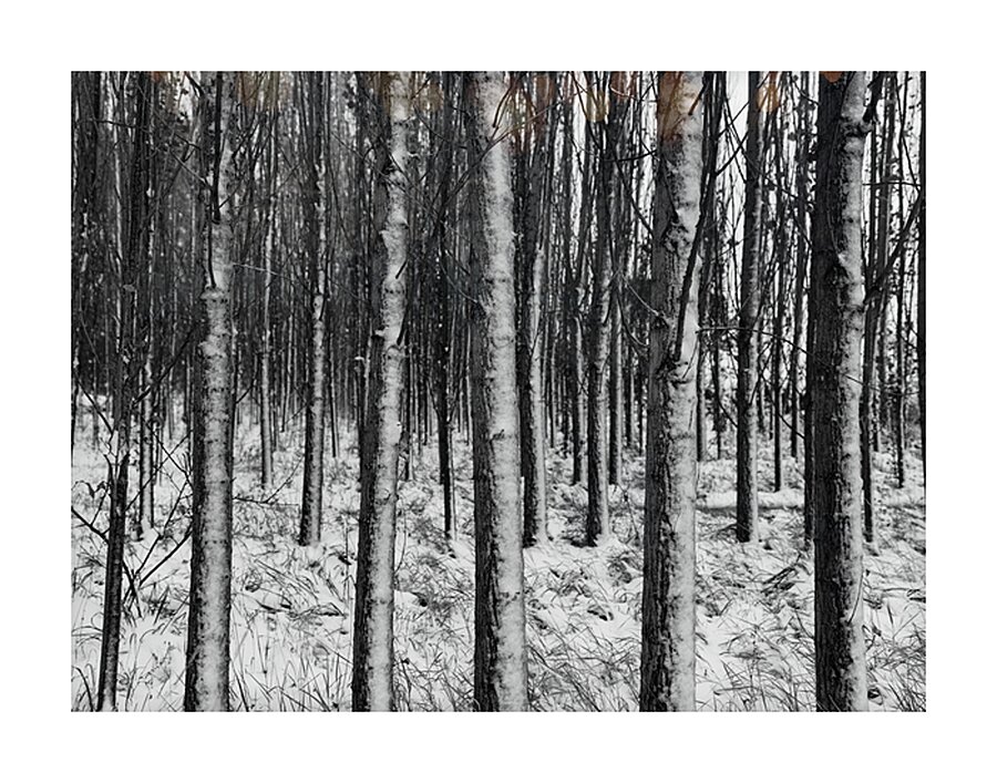 Silent Woods Impression et Cadre photo