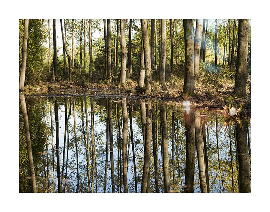 Mirror of the Woods Picture Frame print