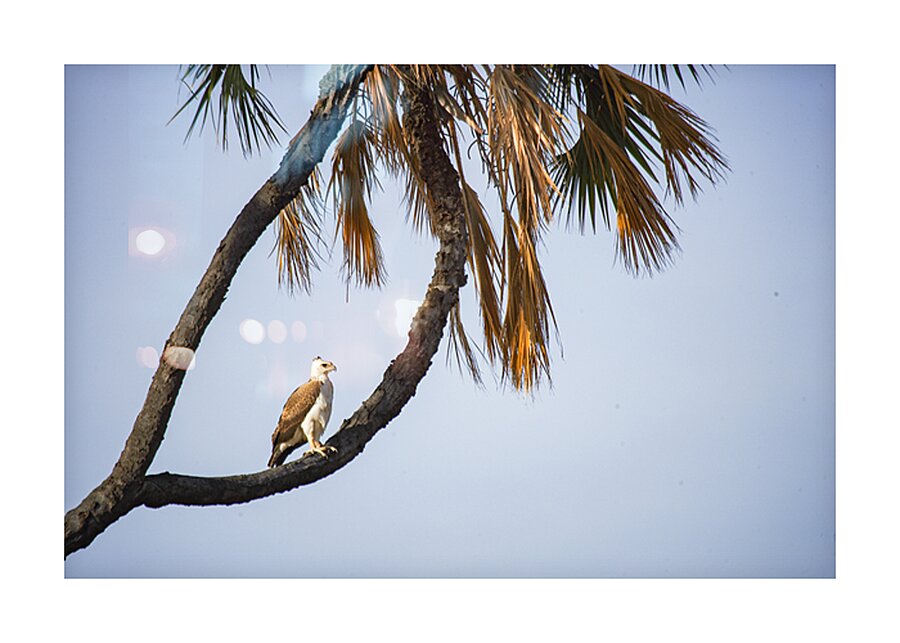 Silent Dominion Impression et Cadre photo