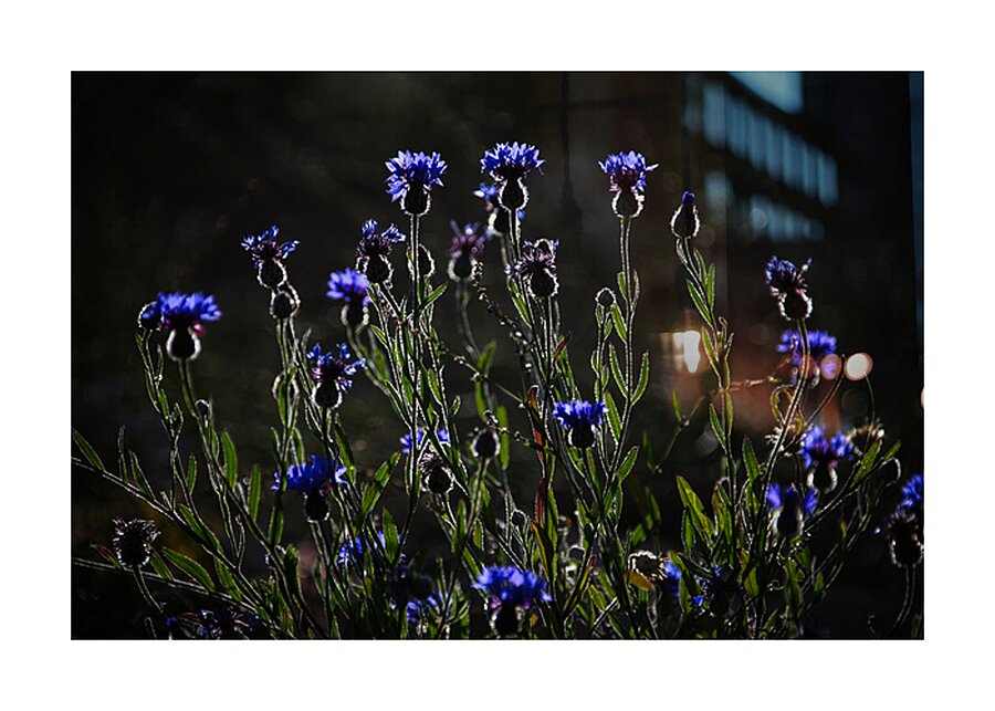 Night Dance Picture Frame print