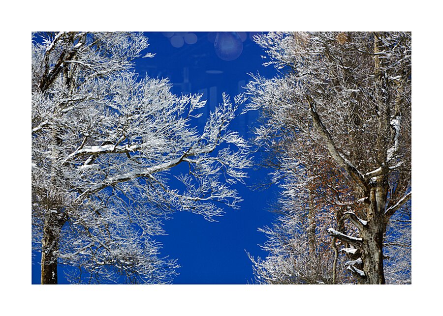 Winter’s Embrace Picture Frame print