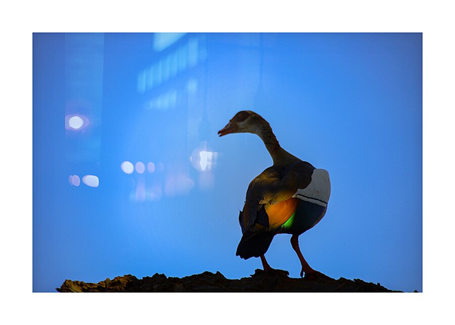 Wings of Light Picture Frame print