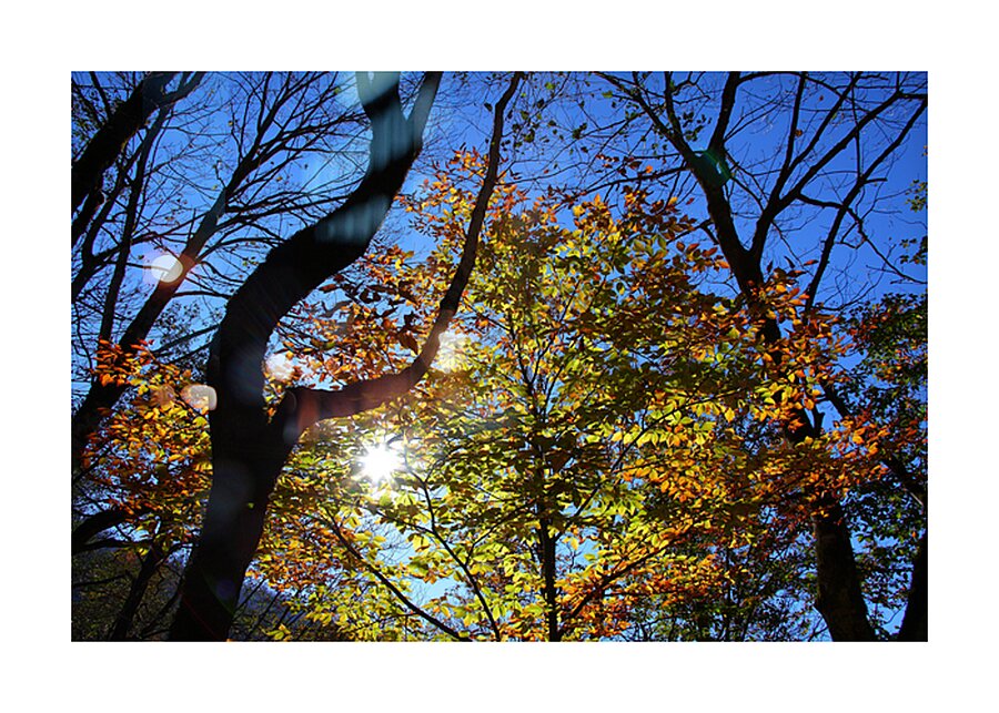 Through the Leaves Picture Frame print