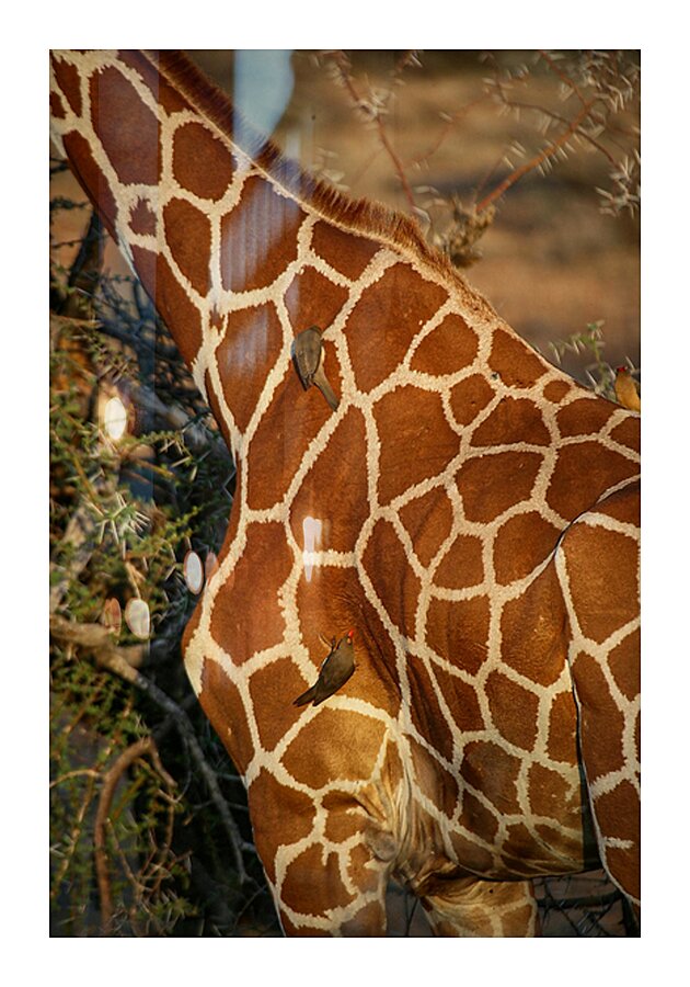 Symphony of Survival Impression et Cadre photo