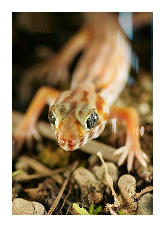 GEKO Picture Frame print