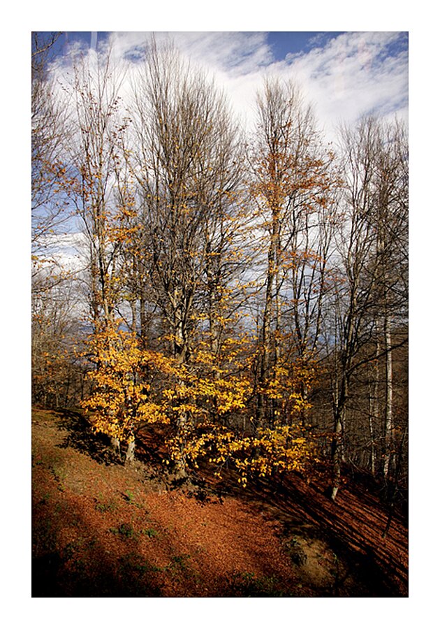 Autumn Silence  Picture Frame print