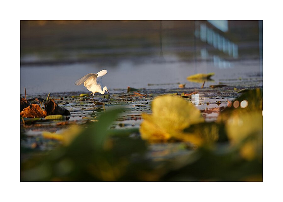 White Egret Picture Frame print