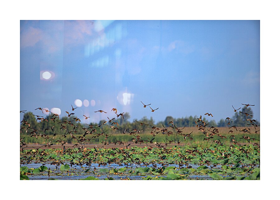Flight of Freedom Picture Frame print