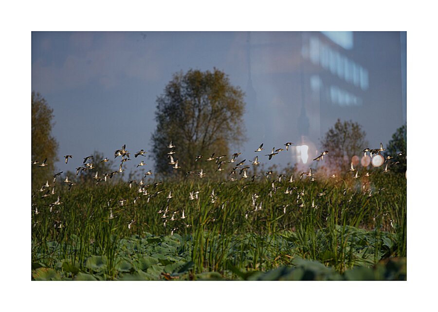 Whispers of the Marsh Picture Frame print