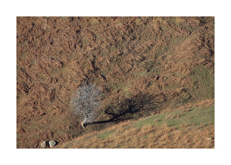 Solitary Shadow Picture Frame print