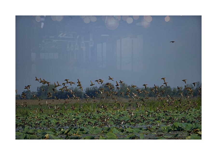 Wings Over the Wetland Picture Frame print