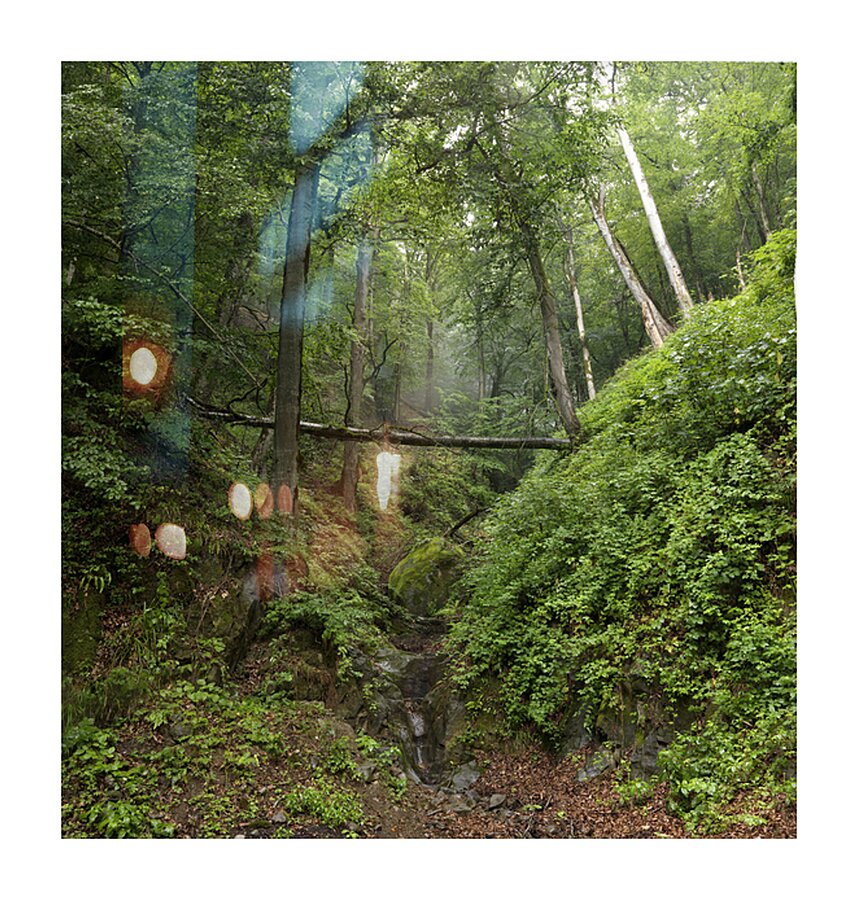 Mystic Forest Picture Frame print
