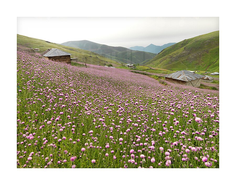 Valley of Blossoms Picture Frame print