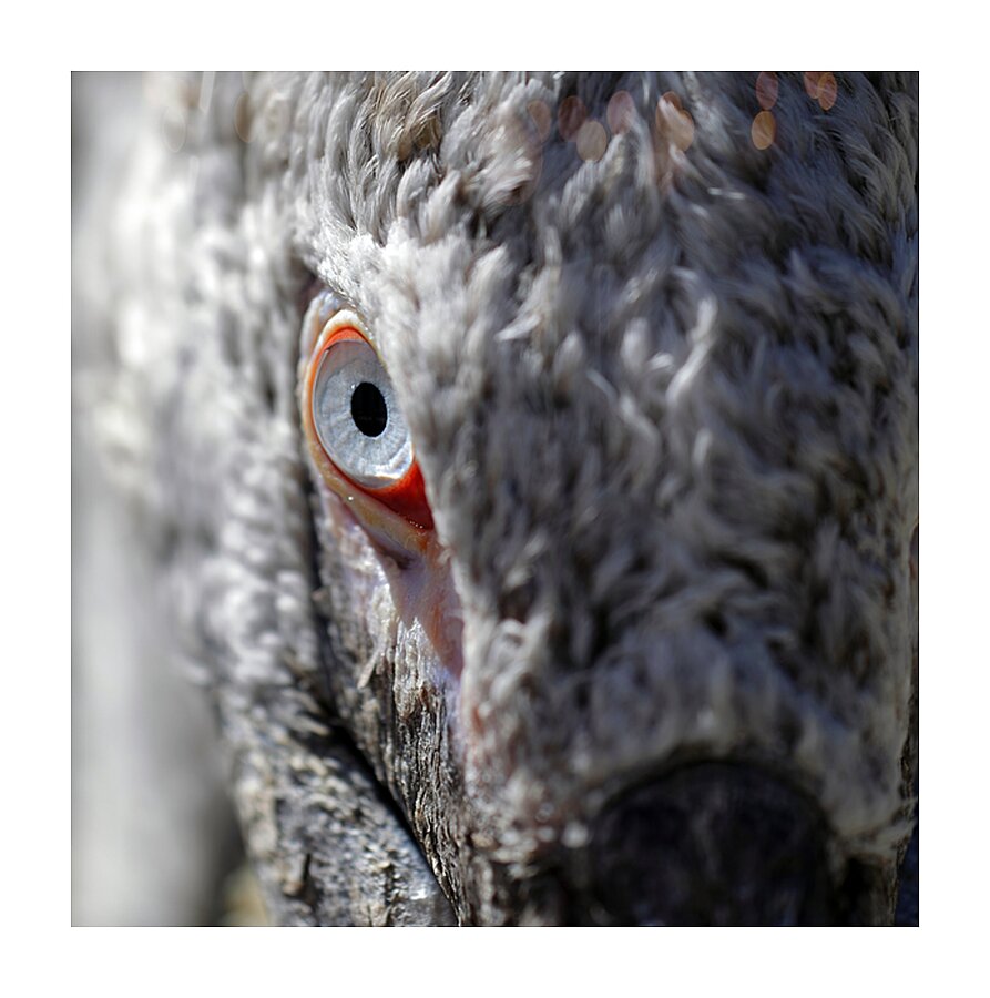 The Watchful Eye Picture Frame print