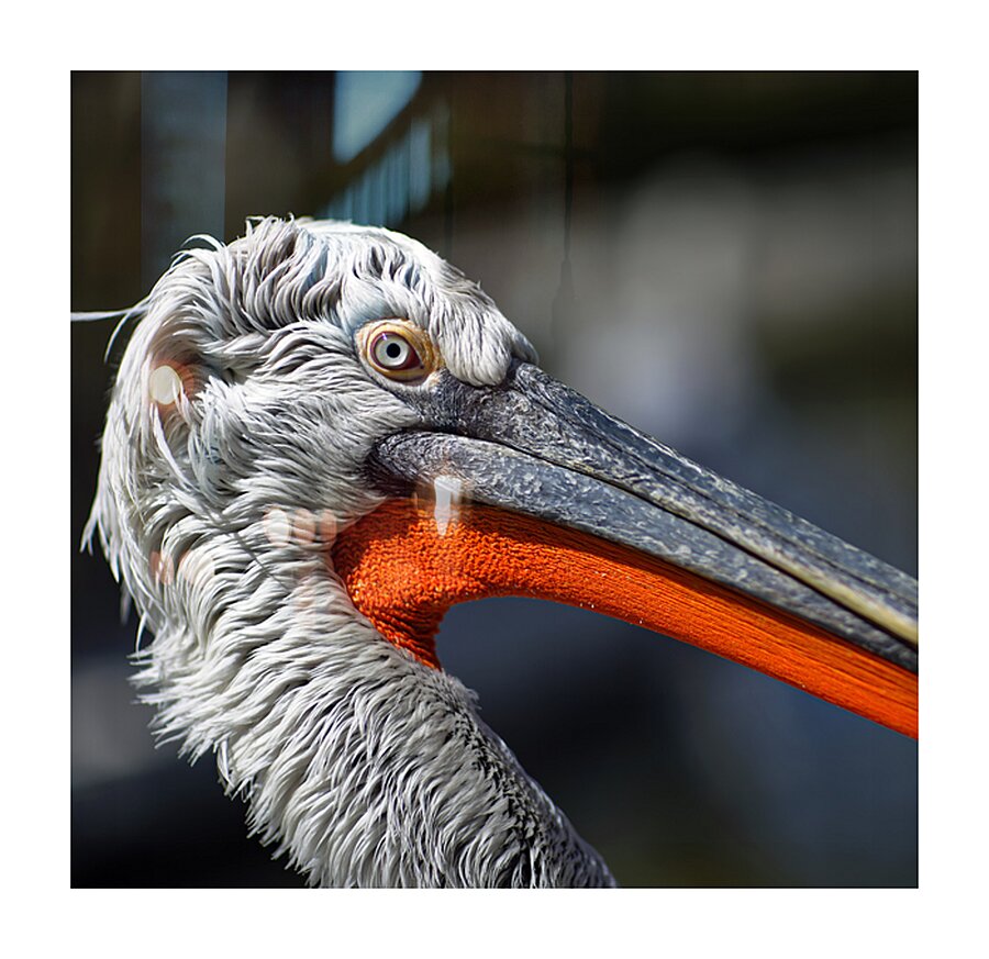 Portrait of a Pelican Picture Frame print