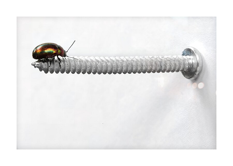 bitle Picture Frame print