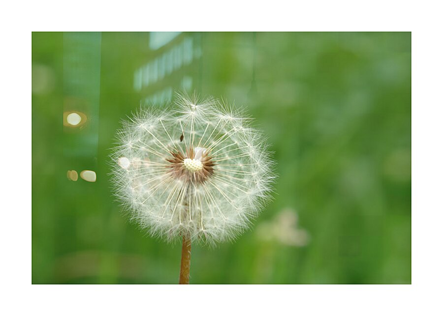 Dandelion Picture Frame print