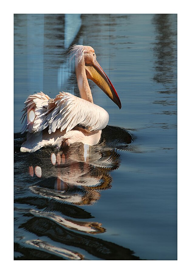 pelikan04 moreDetail x4 9544x14340 2pass photo.pn Picture Frame print