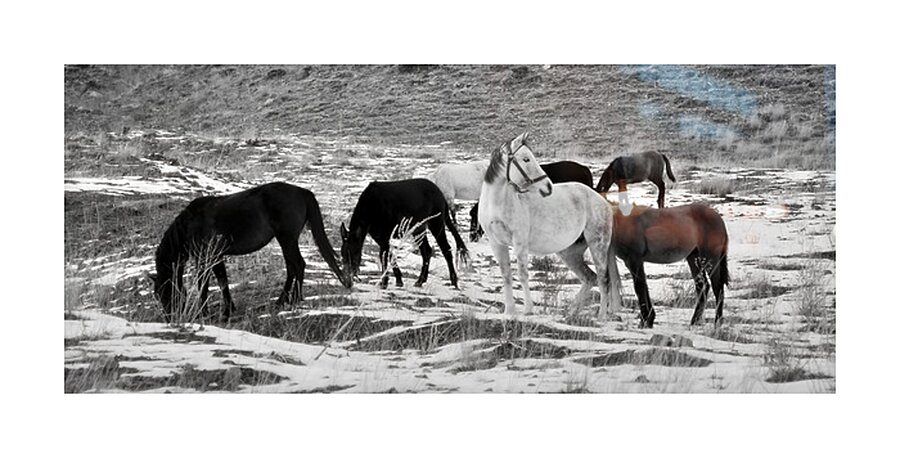 Horses Impression et Cadre photo