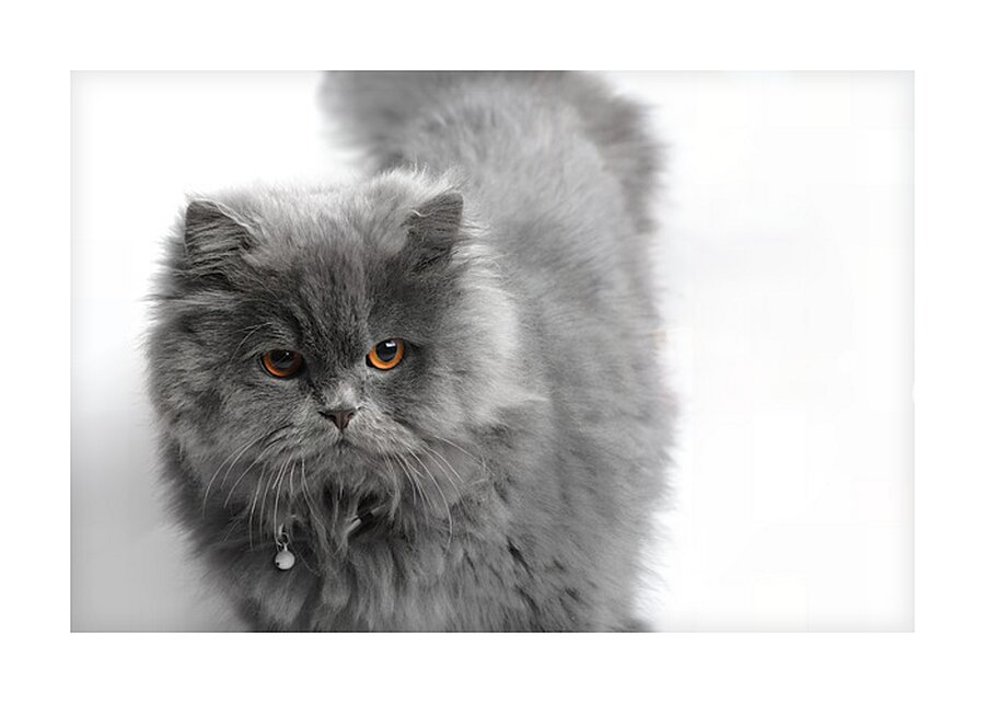 Cat Picture Frame print