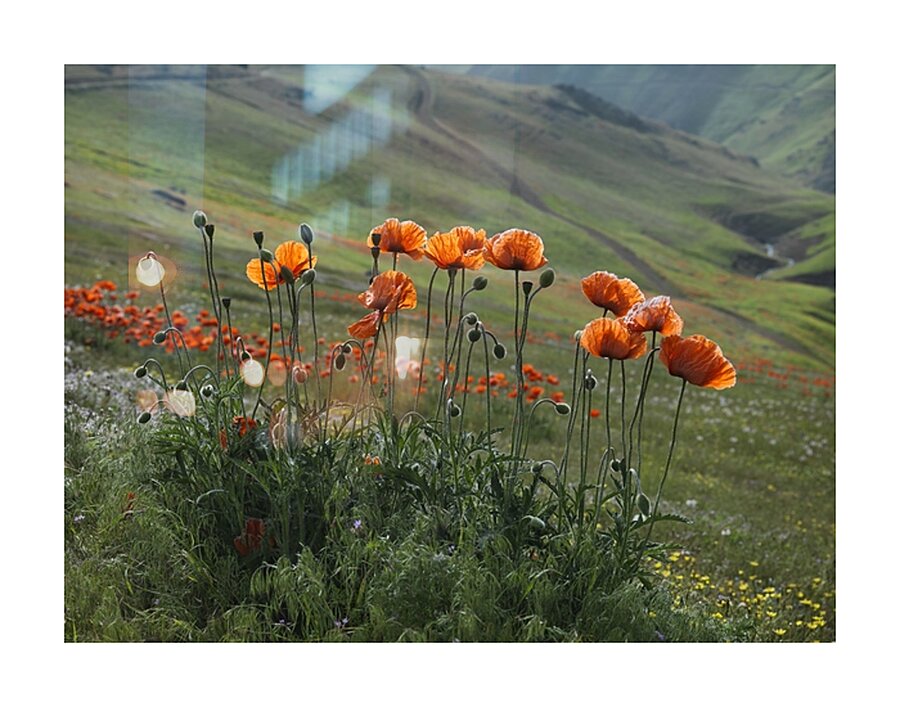 Dance of Poppies Picture Frame print