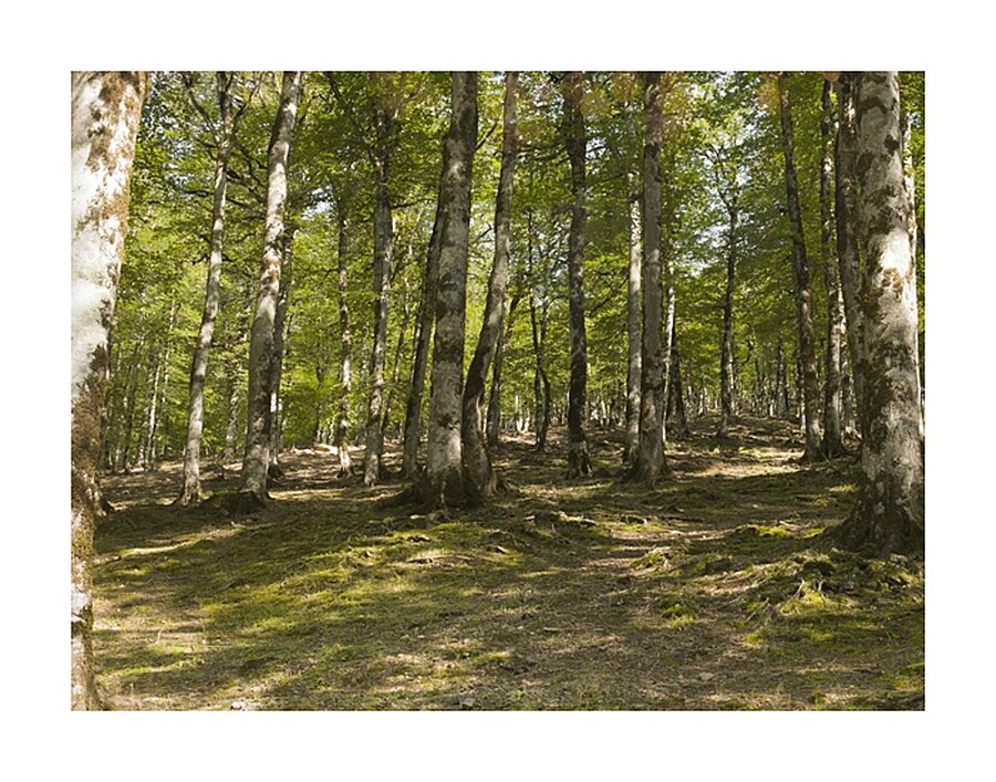 Breath of Hyrcanian Forest Picture Frame print