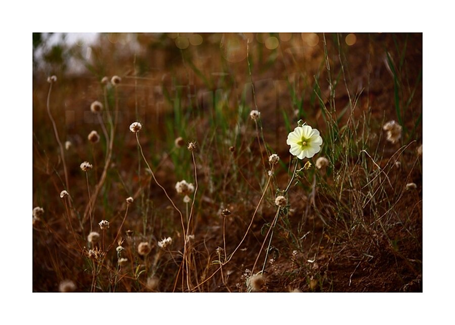Bloom in Solitude Picture Frame print