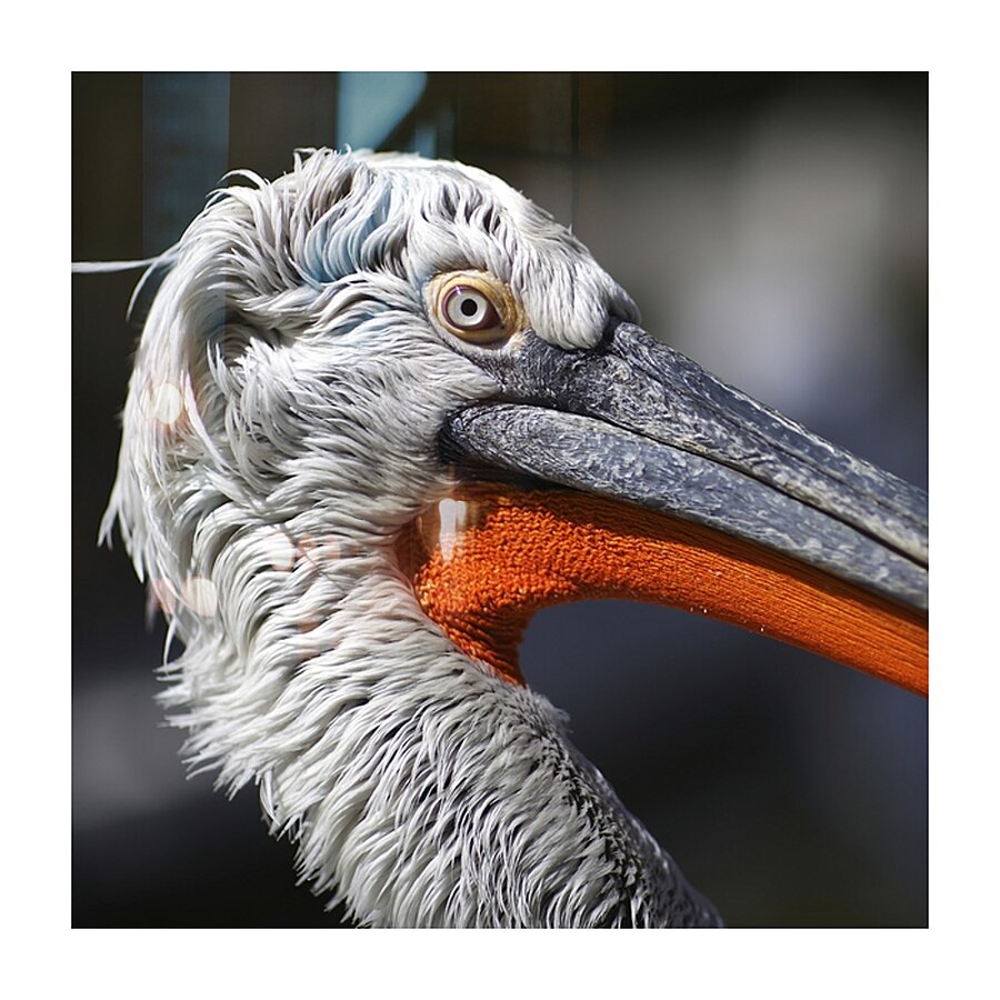 The Watchful One Picture Frame print