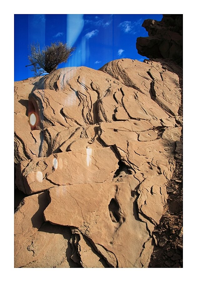 Roots of the Sky Picture Frame print