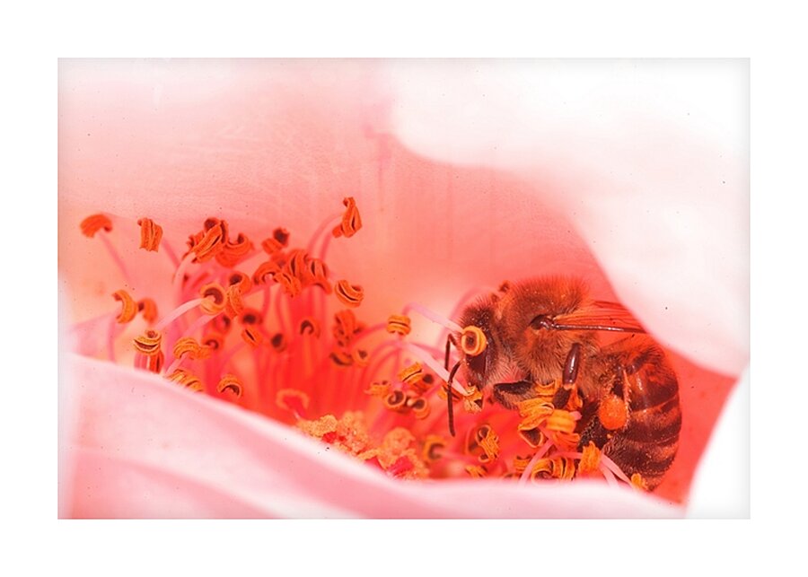 Heart of the Blossom  Picture Frame print