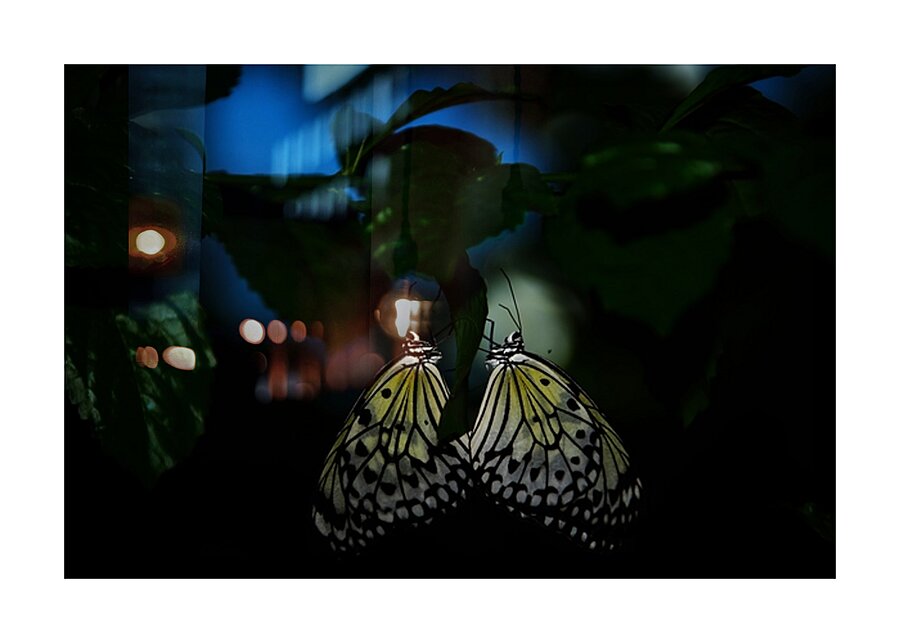 Whispers of Light  Impression et Cadre photo