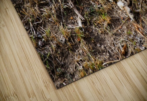 Majestic Yawn NARIO puzzle