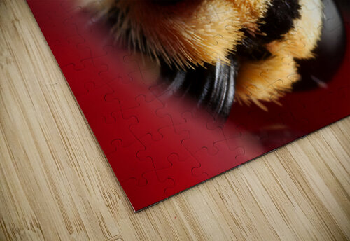 Eyes of the Microcosm NARIO puzzle