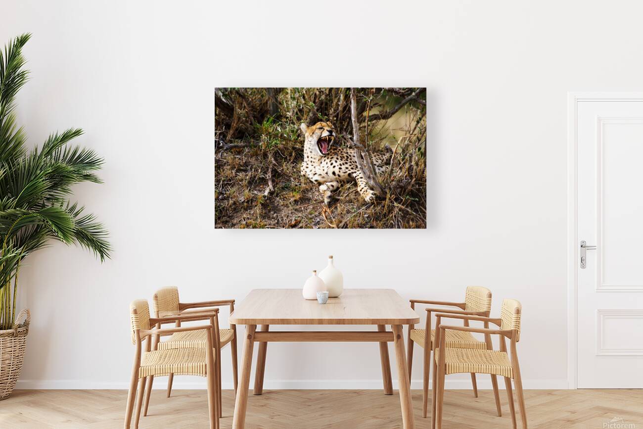 cheetah Africa Reproduction