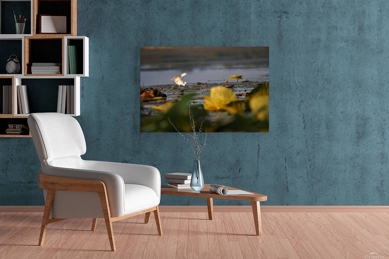 White Egret Reproduction