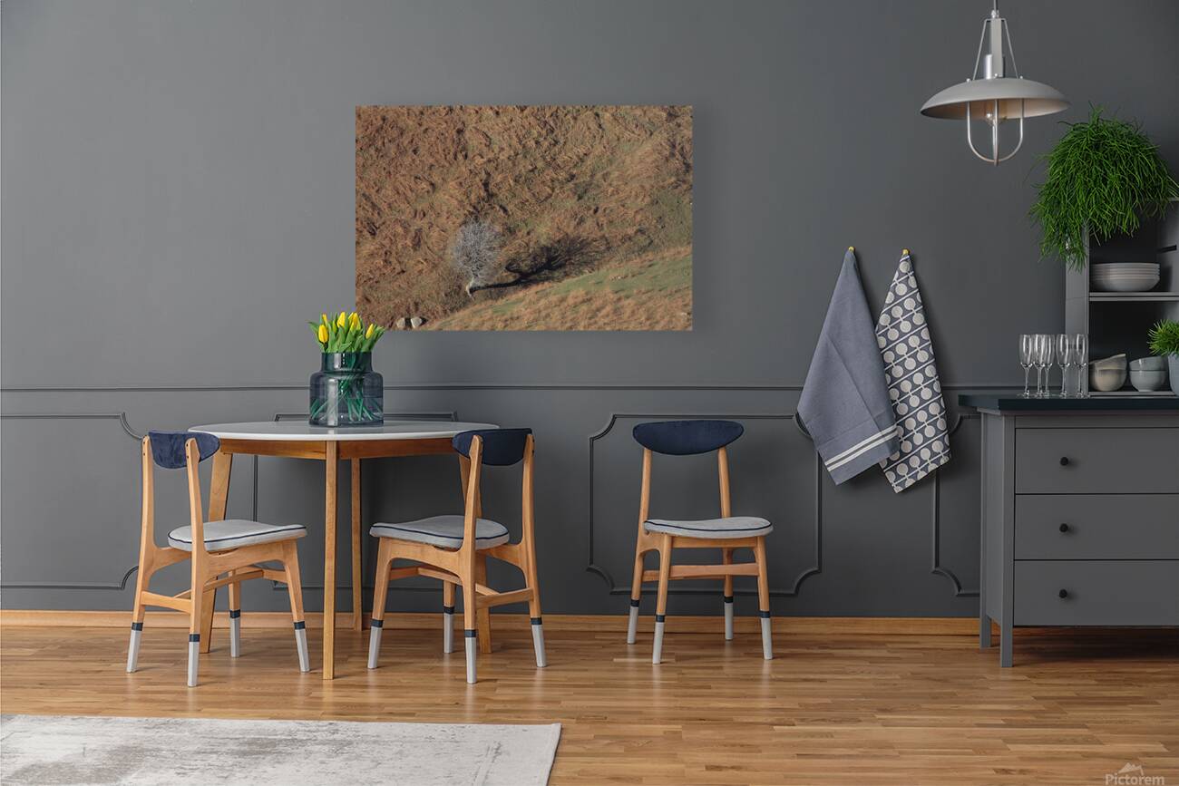 Solitary Shadow Reproduction