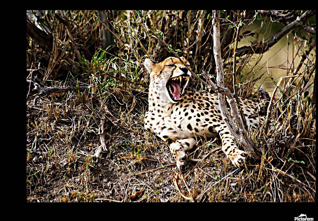 Majestic Yawn Reproduction