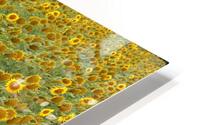 sunflower Impression metal HD