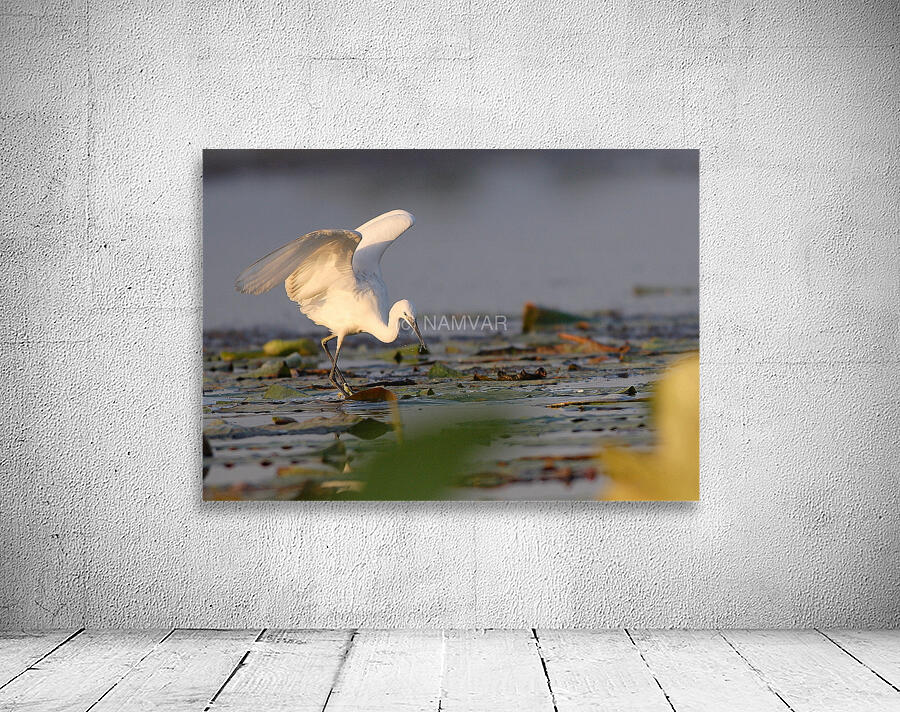 Dance of the Heron Wall Preview