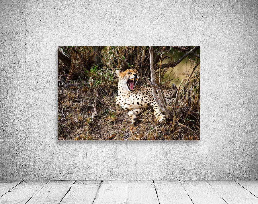 cheetah Africa Wall Preview