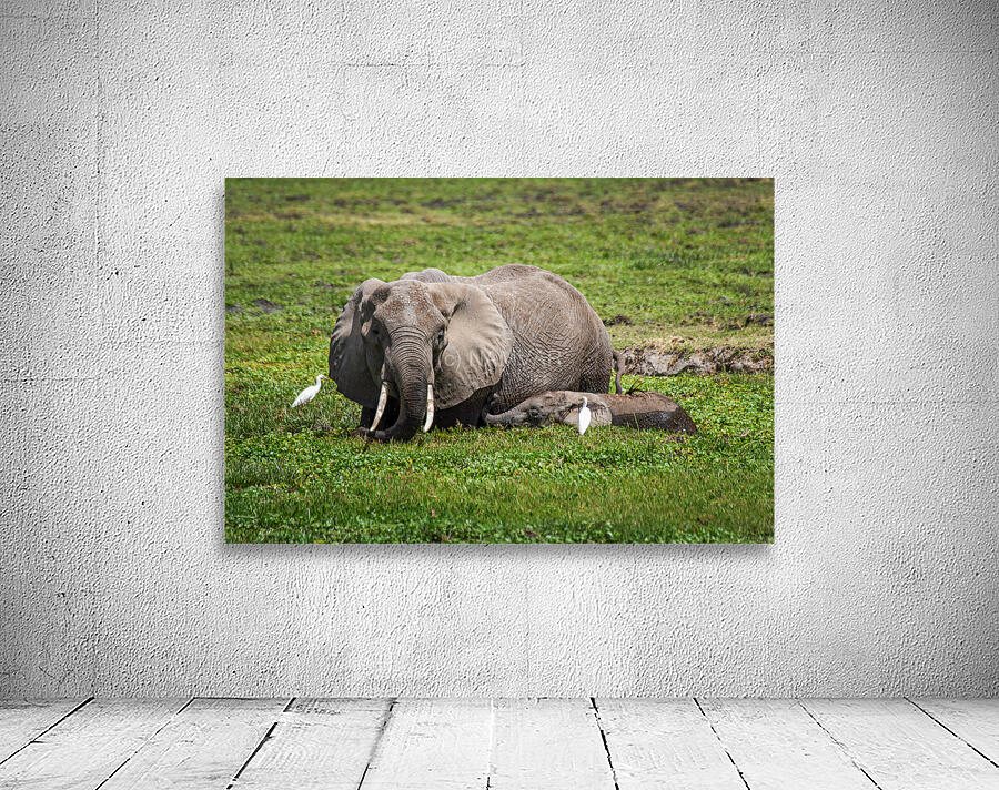 Gentle Giants Wall Preview