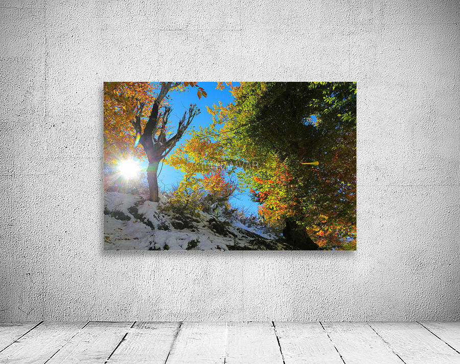 Dance of Light and Leaves Wall Preview