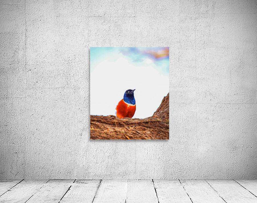 Feathered Jewel Wall Preview