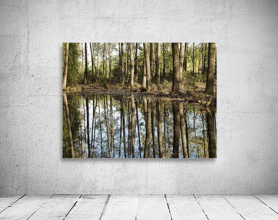 Mirror of the Woods Wall Preview